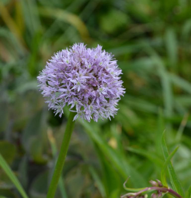 Allium-Marshmellow.21-2.jpg
