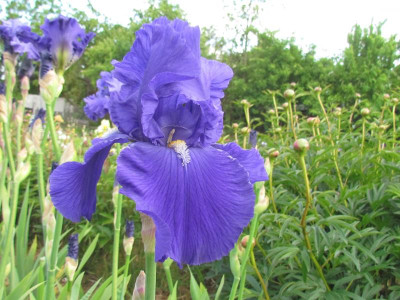 TB Bleu de Gien.JPG