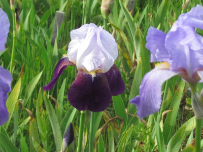 TB Helen Collingwood.JPG