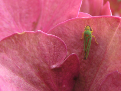 Hort-Sep-3.jpg