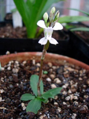 Disa_sagittalis_Habitus.jpg