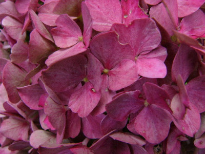 Hortensie-Sep-1a.jpg
