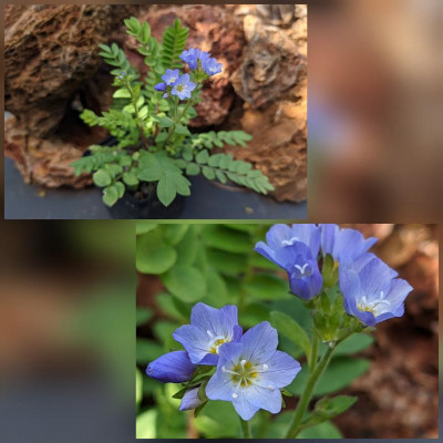 CollageMaker_20210529_163403489.jpg