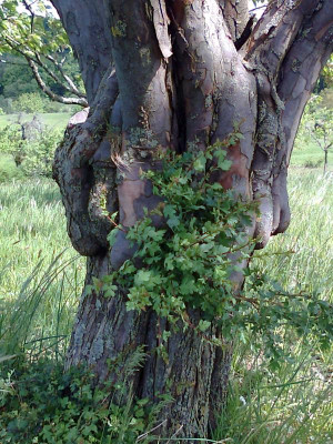 Foto0080.jpg