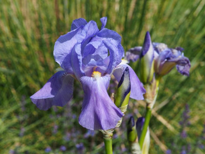 Odoratissima P5290166.JPG