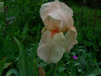 Rosenquarz 1960 Werckmeister DSCN7045.JPG