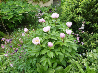 2021-05-29 Paeonia 6.jpg