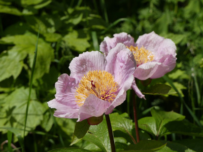 2021-05-29 Paeonia 5.jpg
