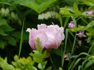 2021-05-29 Paeonia 3.jpg