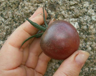 black_cherry_v_tomate.jpg
