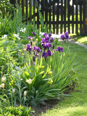 2021-05-29 Gartenimpressionen 1.jpg