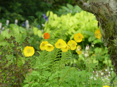 2021-05-29 Meconopsis cambrica 1.jpg