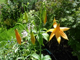 Lilium_canadense_4_Groenveranderung.JPG