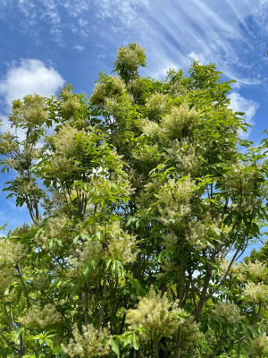 Fraxinus ornus Obelisk Mai 2021.jpg