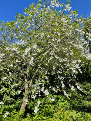 Halesia diptera var. magniflora  Baum Mai 2021.jpg