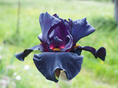 Old Black Magic1996 Schreiner P5300180.JPG