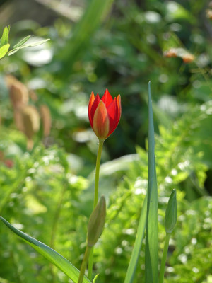 2021-05-30 Tulipa sprengeri 2.jpg
