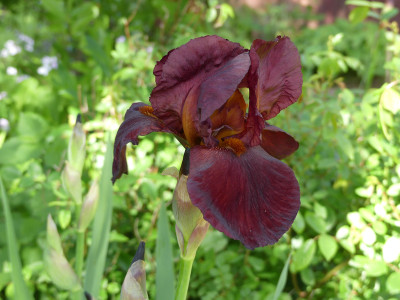 2021-05-30 Iris.jpg