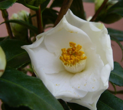 01.04.07_003_Triphosa.jpg