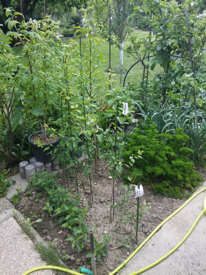 Baumschulbeet 210530.jpg