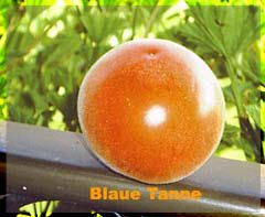 BlaueTanne_Kopie_Kopie.jpg