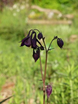 2021-05-30 Aquilegia 1.jpg