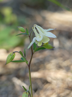 2021-05-30 Aquilegia 2.jpg