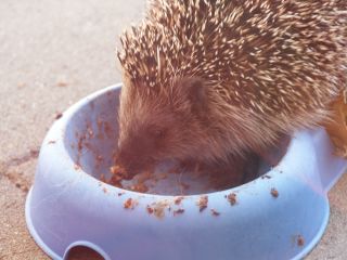 Igel_2007-01.jpg