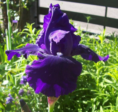 100_8620 Prince Indigo.jpg
