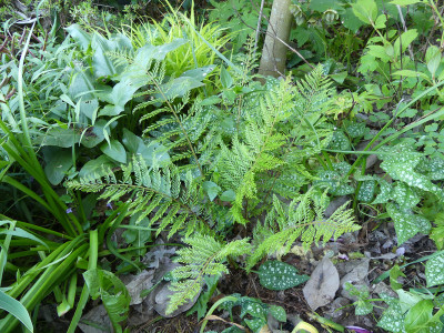 2021-05-30 Polystichum setiferum 'Green Lace'.jpg