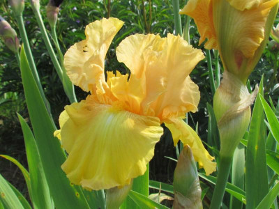 TB Black Hills Gold.JPG