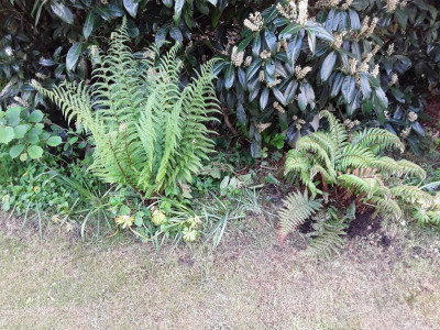 DryopterisUnd.jpg