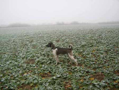 Amy_im_Feld_5_Kopie2.jpg