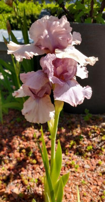 IMG_20210531_151335129_HDR~2.jpg