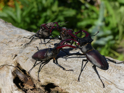 2021-05-31 Hirschkäfer 1.jpg