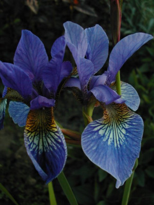 I._sibirica.jpg