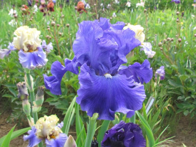TB All About Blue.JPG