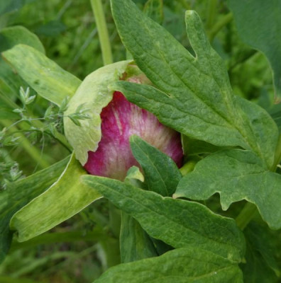 Päonie 1 Knospe.jpg