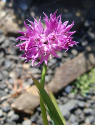 Allium sikkimense21.jpg