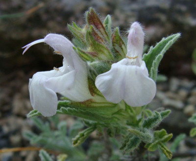 Salvia caespitosa21.jpg