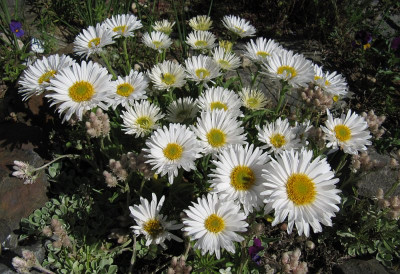 IMG_3301_Aster_alpinus_30Mai2021_.jpg