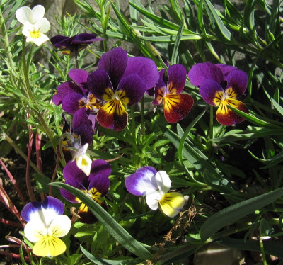 IMG_3361_30Mai2021_.jpg