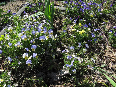 IMG_3320_Heidelbeere_30Mai2021_.jpg