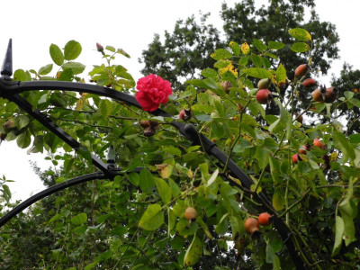 Rosenbogen 2011-10-09.JPG