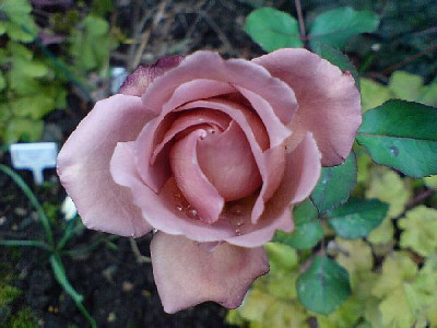 morbide_rose_ende_dezember_07_3.jpg