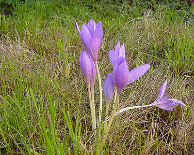 Colchicum-k.jpg