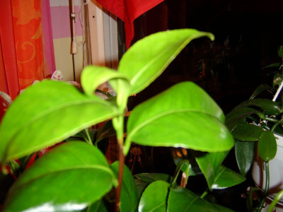 contessa_lavinia_maggi_006.jpg