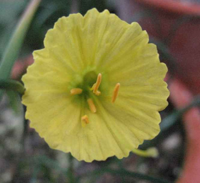 IMG__Narcissus_romieuxii_AtlasGold_2218.JPG