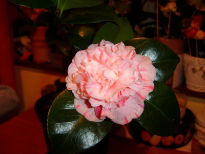 contessa_lavinia_maggi_003.jpg