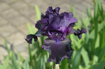 D6769.JPG
